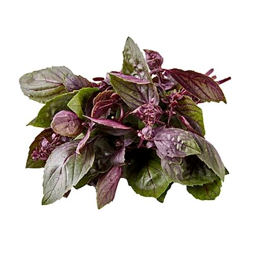 Kırmızı Fesleğen(reyhan)