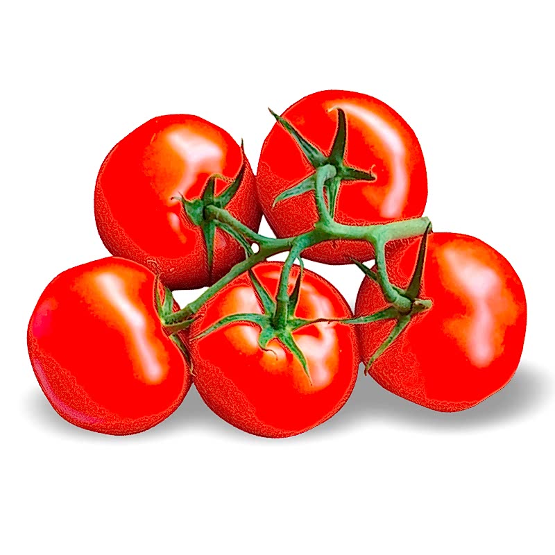 Domates Salkım
